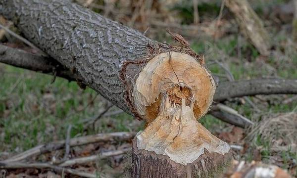 Τραγικό δυστύχημα στη Λάρισα: Δέντρο καταπλάκωσε 58χρονο