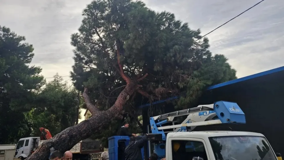 Λέρος: Υπέργηρο πεύκο ξεριζώθηκε και προκάλεσε ζημιές σε κτήριο – Δείτε Φώτο