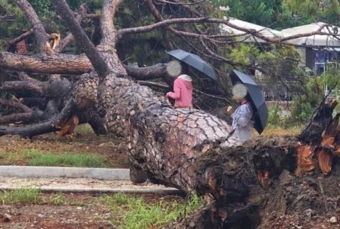 Σκηνές τρόμου σε πλατεία: Πεύκο 15 μέτρων έπεσε ξαφνικά – Από τύχη γλίτωσαν οι περαστικοί