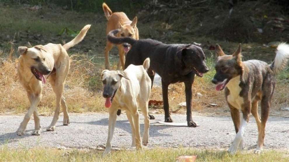 Στιγμές τρόμου για 14χρονη – Της επιτέθηκε αγέλη σκύλων