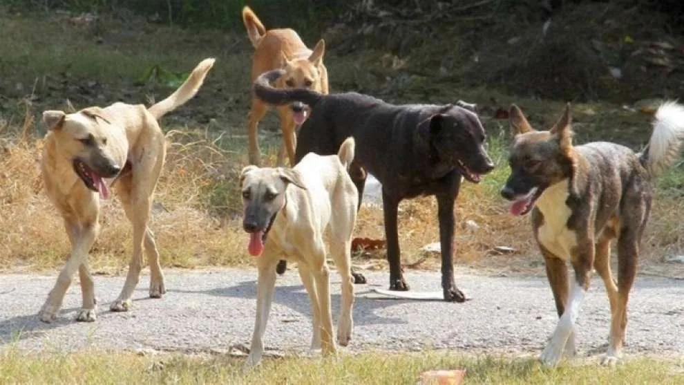 Στιγμές τρόμου για 14χρονη – Της επιτέθηκε αγέλη σκύλων