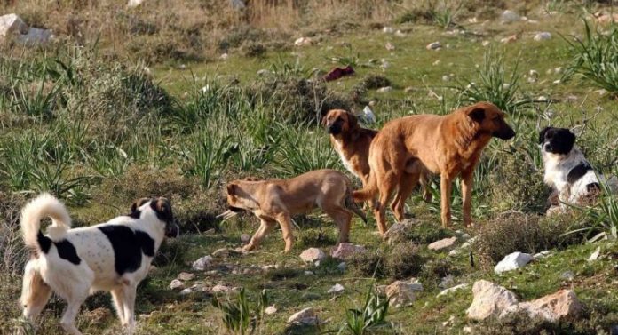 «Τρόμος» από αδέσποτα σκυλιά – Προκαταρκτική έρευνα από την Εισαγγελία Βόλου