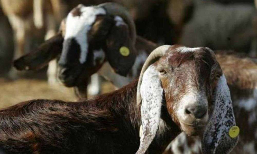 ΚΤΗΝΟΤΡΟΦΟΙ ΣΕ ΟΙΚΟΝΟΜΙΚΟ ΑΔΙΕΞΟΔΟ – ΣΦΑΓΙΑΣΤΗΚΑΝ ΠΑΝΩ ΑΠΟ 20.000 ΠΡΟΒΑΤΑ ΣΤΙΣ ΣΕΡΡΕΣ