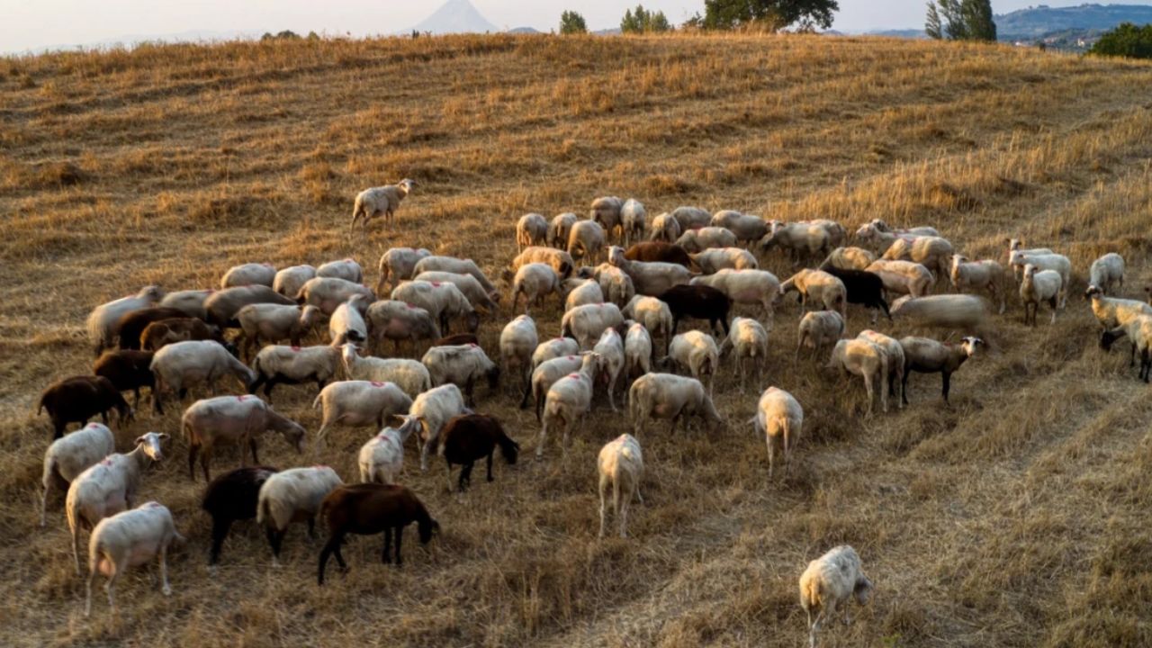 Σερρες σε κρίση: Πάνω από 20.000 ζώα θανατώθηκαν λόγω ευλογιάς