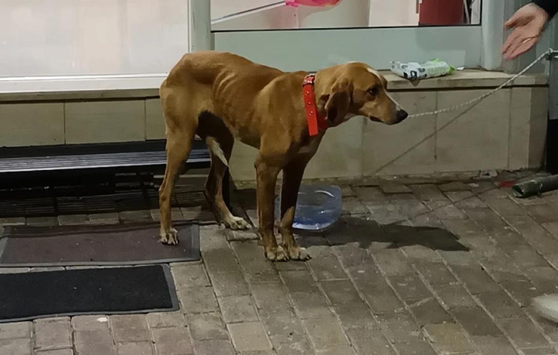 Κτηνωδία: Έκλεισαν σκυλίτσα σε τσουβάλι και την πέταξαν σε κάδο