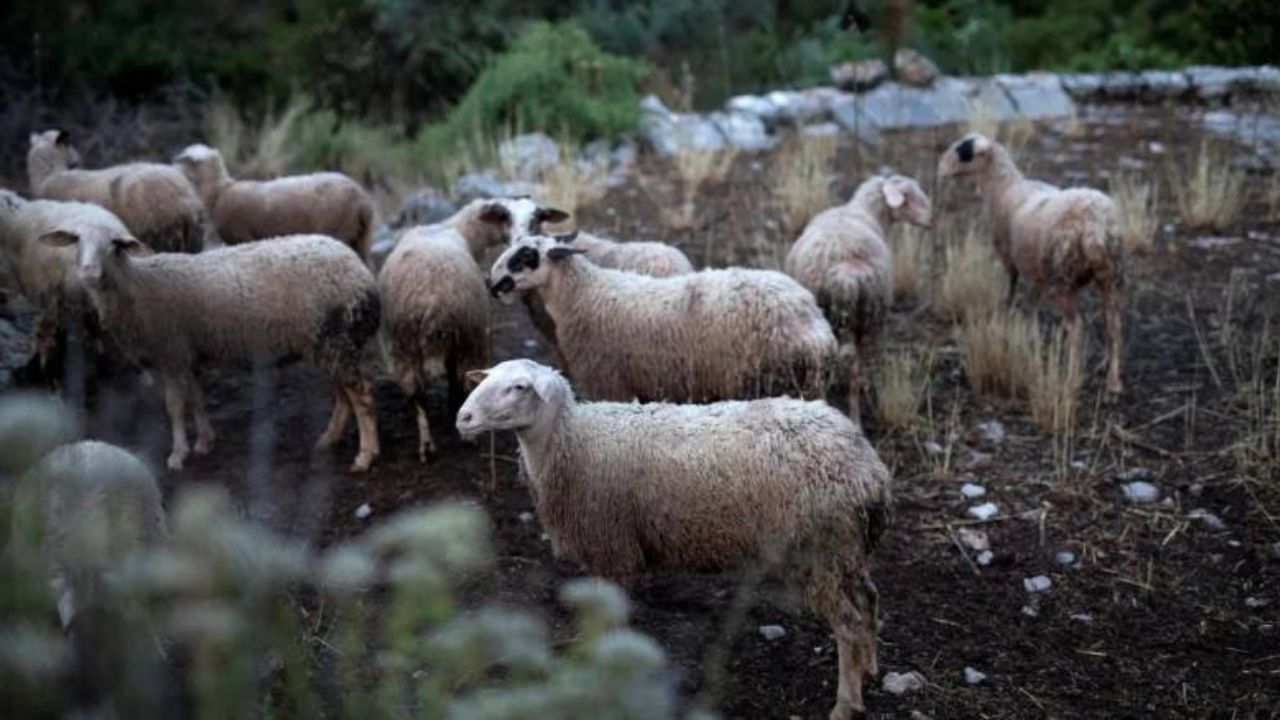 ΣΤΟ ΣΤΟΧΑΣΤΡΟ ΕΝΑΣ ΚΤΗΝΙΑΤΡΟΣ: ΠΟΙΟΙ ΦΟΒΗΘΗΚΑΝ ΤΗΝ ΑΛΗΘΕΙΑ ΓΙΑ ΤΗΝ ΕΥΛΟΓΙΑ;