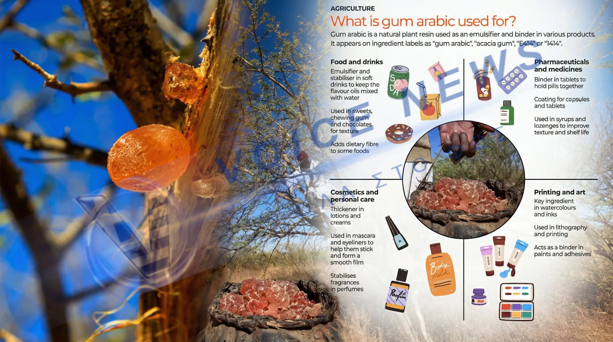 Το αραβικό κόμμι ως αθέατος χρηματοδότης του πολέμου στο Σουδάν