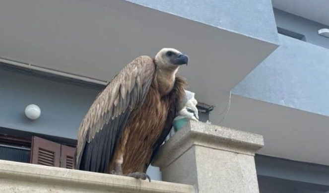 Θαυμασμός στο Γεράνι Ρεθύμνου από την εμφάνιση μεγάλου εντυπωσιακού πτηνού