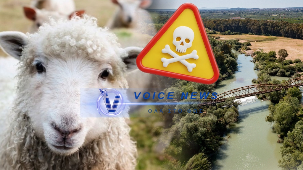 ΚΥΡΙΟΛΕΚΤΙΚΑ ΕΓΚΛΗΜΑΤΙΕΣ! ΔΕΙΤΕ ΠΟΥ ΠΕΤΟΥΣΑΝ ΤΑ ΘΑΝΑΤΩΜΕΝΑ ΠΡΟΒΑΤΑ ΑΠΟ ΤΗΝ ΕΥΛΟΓΙΑ ΓΙΑ ΝΑ ΜΗΝ ΤΑ ΘΑΨΟΥΝ