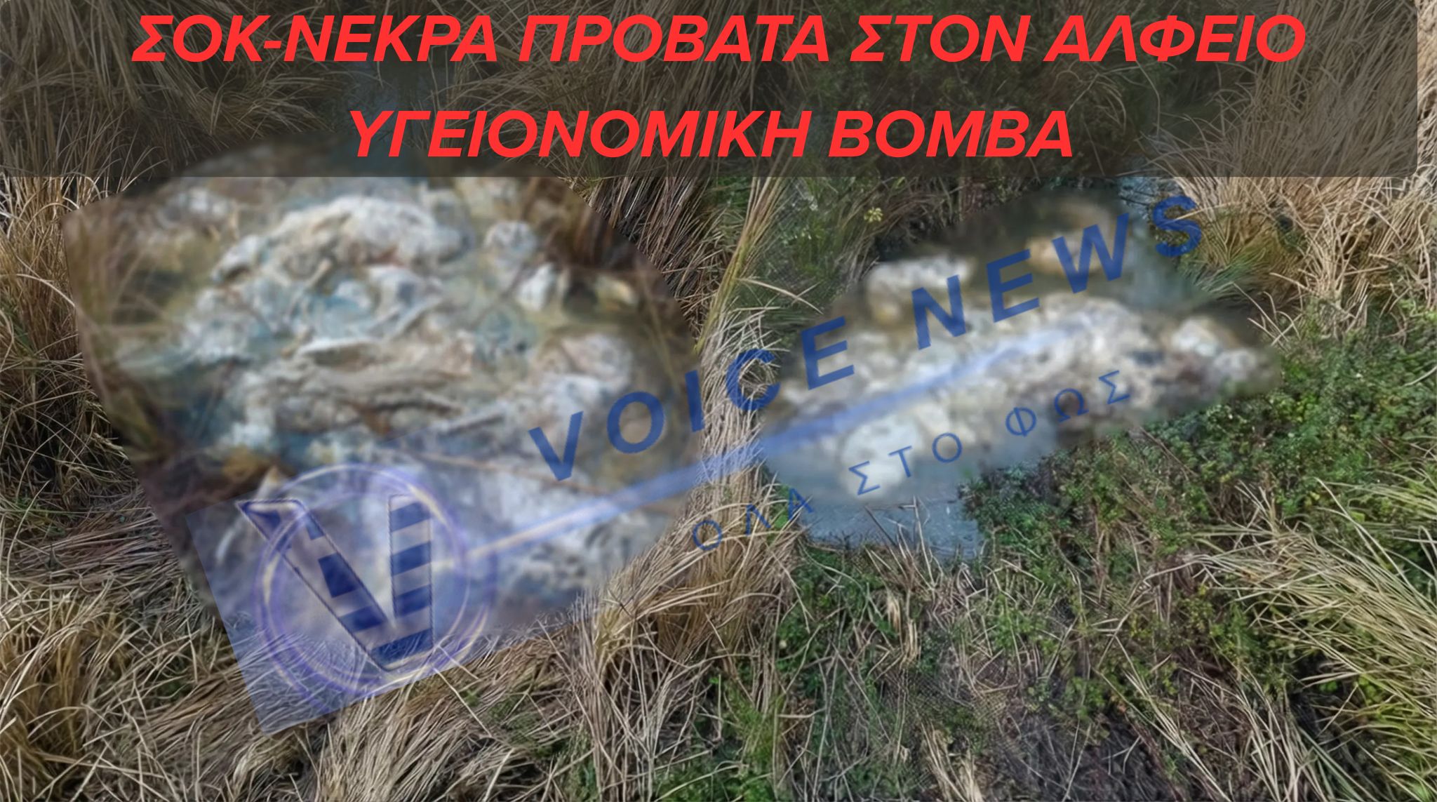 ΣΟΚ ΣΤΟΝ ΑΛΦΕΙΟ- ΜΑΖΙΚΗ ΑΠΟΡΡΙΨΗ ΝΕΚΡΩΝ ΠΡΟΒΑΤΩΝ-ΥΓΕΙΟΝΟΜΙΚΗ ΒΟΜΒΑ