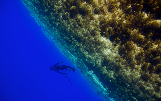 Sargassum Sea_Atlantic Ocean