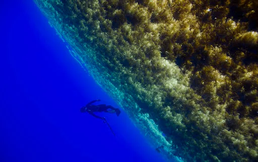 Sargassum Sea_Atlantic Ocean