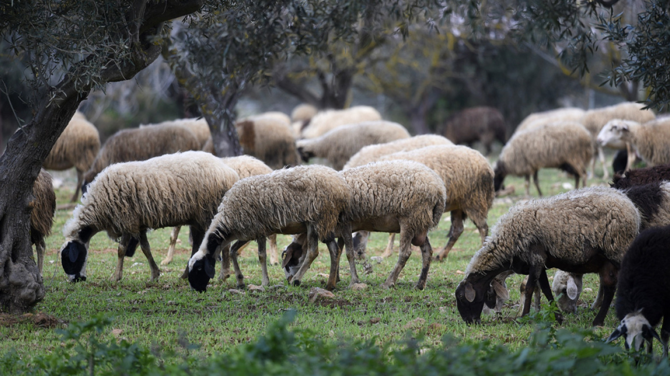 Ευλογιά αιγοπροβάτων: Πάνω από 472.000 θανατώσεις ζώων και 16 νέα κρούσματα σε έξι περιοχές