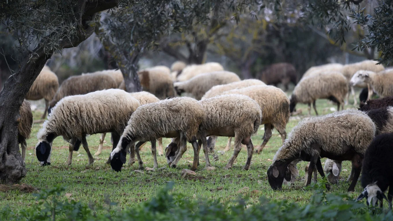 Ευλογιά αιγοπροβάτων: Πάνω από 472.000 θανατώσεις ζώων και 16 νέα κρούσματα σε έξι περιοχές
