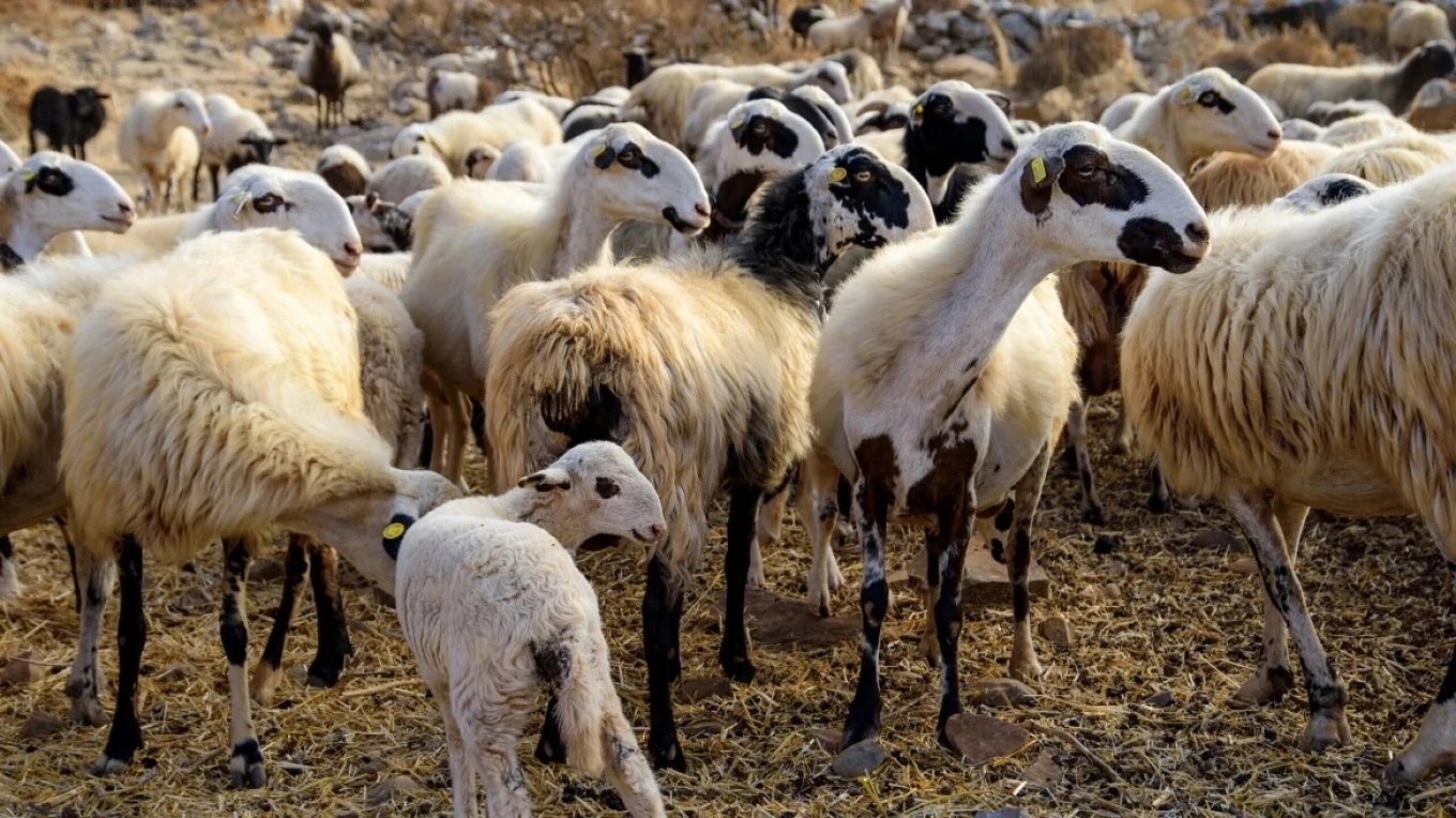 Δύο συλλήψεις στη Θεσσαλία για παραβίαση μέτρων κατά της ευλογιάς αιγοπροβάτων