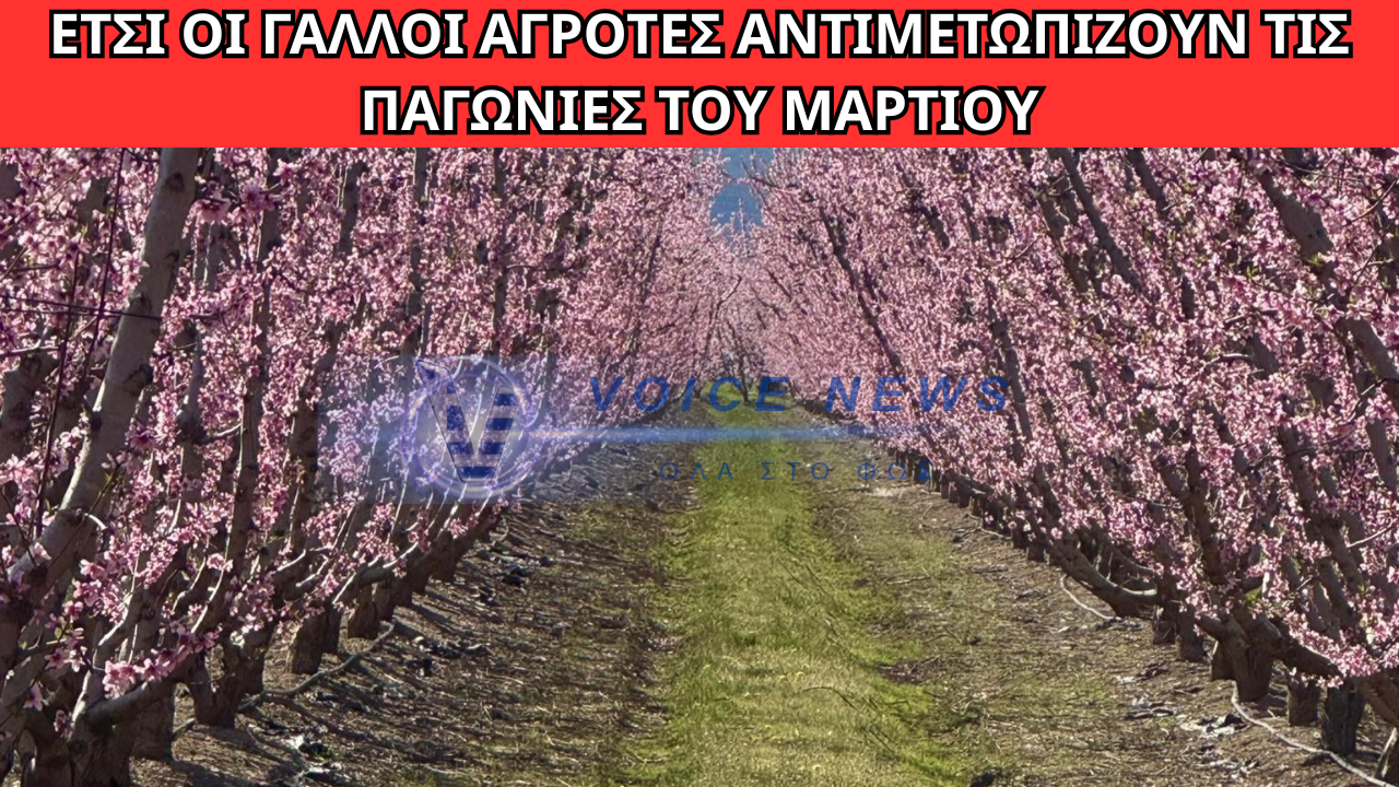 ΓΑΛΛΟΙ ΑΓΡΟΤΕΣ ΕΚΑΝΑΝ ΒΙΝΤΕΟ ΓΙΑ ΝΑ ΔΕΙΞΟΥΝ ΠΩΣ ΣΩΖΟΥΝ ΤΑ ΔΕΝΤΡΑ ΤΟΥΣ ΑΠΟ ΤΟΝ ΞΑΦΝΙΚΟ ΠΑΓΕΤΟ ΤΟΥ ΜΑΡΤΙΟΥ