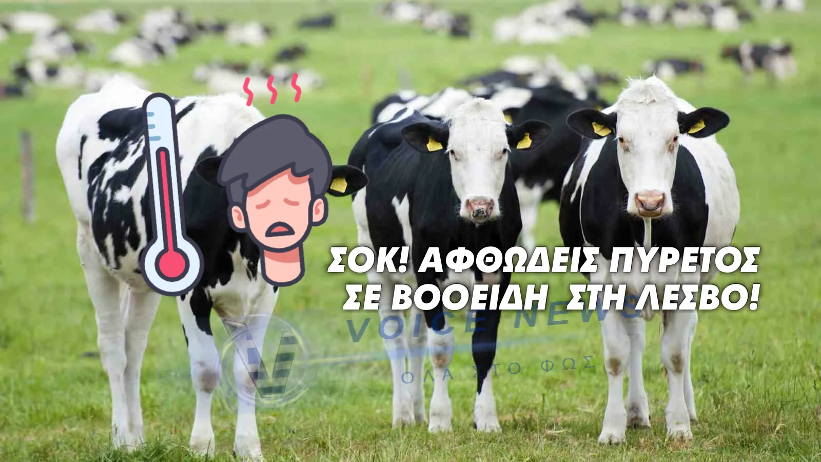 ΣΟΚ! ΑΦΘΩΔΕΙΣ ΠΥΡΕΤΟΣ ΣΕ ΒΟΟΕΙΔΗ  ΣΤΗ ΛΕΣΒΟ! ΤΟΝ ΕΦΙΑΛΤΗ ΠΟΥ ΖΗΣΑΜΕ ΜΕ ΤΗΝ ΕΥΛΟΓΙΑ ΣΤΑ ΠΡΟΒΑΤΑ ΘΑ ΤΟ ΖΗΣΟΥΜΕ ΤΩΡΑ ΣΤΑ ΜΟΣΧΑΡΙΑ;