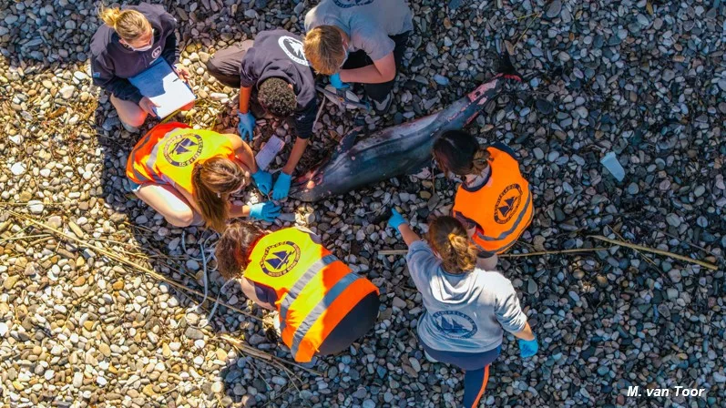 ΘΡΗΝΟΣ ΣΤΟ ΑΙΓΑΙΟ: Νεκρό ζωνοδέλφινο στη Σάμο