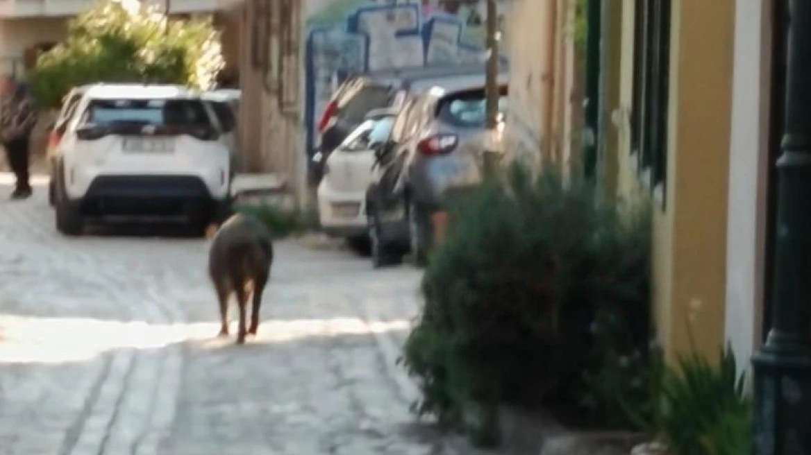 Θεσσαλονίκη: Δείτε το αγριογούρουνο που «έκανε πασαρέλα» στα στενά της Άνω Πόλης! (Video)