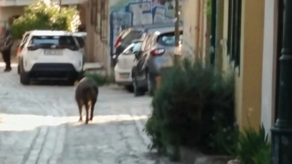 Θεσσαλονίκη: Δείτε το αγριογούρουνο που «έκανε πασαρέλα» στα στενά της Άνω Πόλης! (Video)