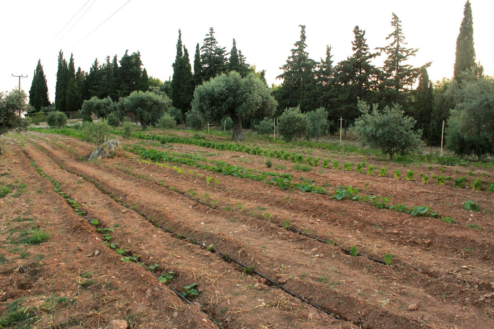 ΘΡΗΝΟΣ ΣΤΗΝ ΚΟΖΑΝΗ: Νεκρός σε χωράφι 67χρονος αγρότης