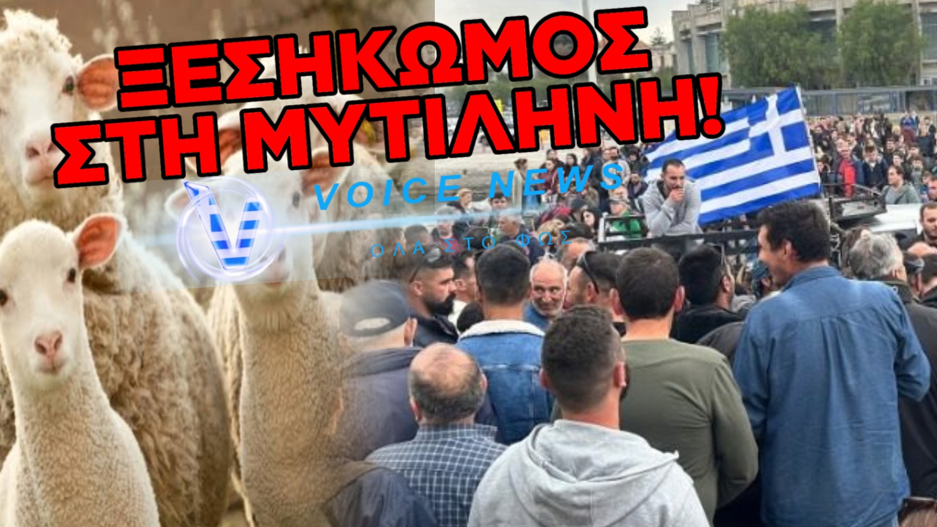 ΣΤΟ «ΠΟΔΙ» ΟΛΗ Η ΜΥΤΙΛΗΝΗ: ΑΝΤΙΜΕΤΩΠΟΙ ΜΕ ΟΙΚΟΝΟΜΙΚΗ ΚΑΤΑΣΤΡΟΦΗ ΟΙ ΚΤΗΝΟΤΡΟΦΟΙ ΛΟΓΩ ΤΟΥ ΑΦΘΩΔΟΥΣ ΠΥΡΕΤΟΥ