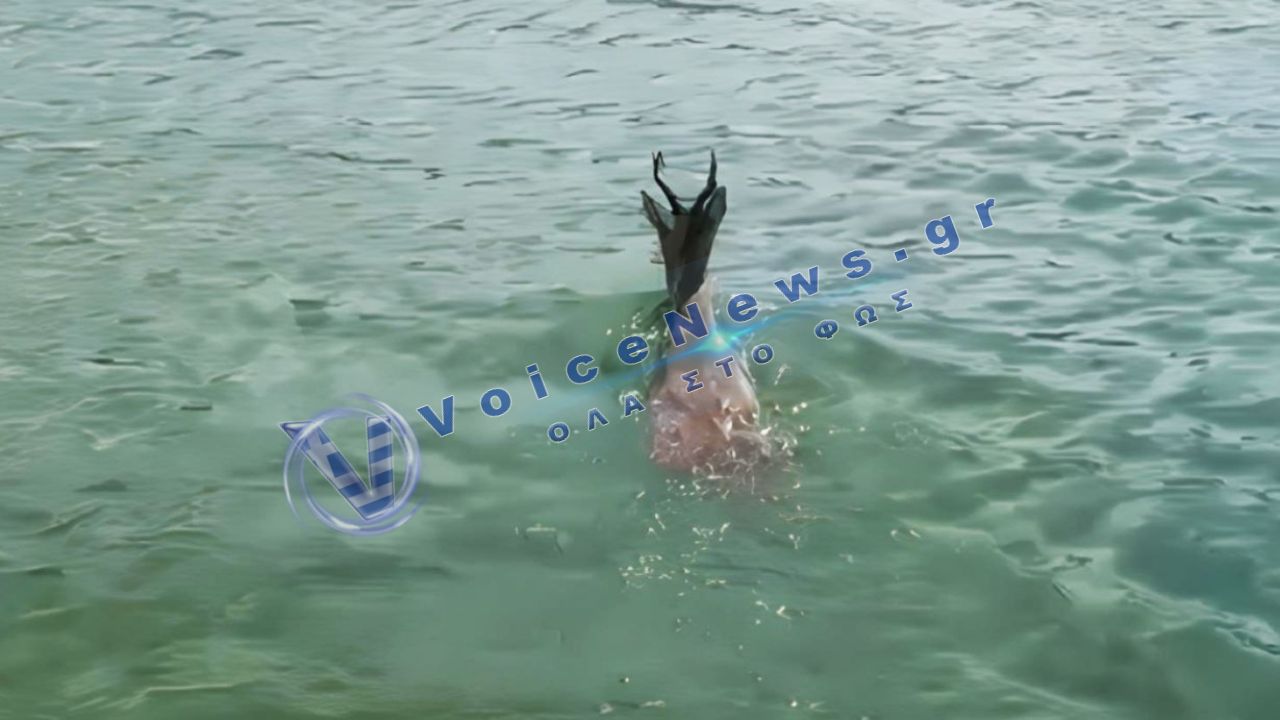 Ζαρκάδι διέσχισε κολυμπώντας τη λίμνη Πολυφύτου – Σπάνιο στιγμιότυπο στην Κοζάνη