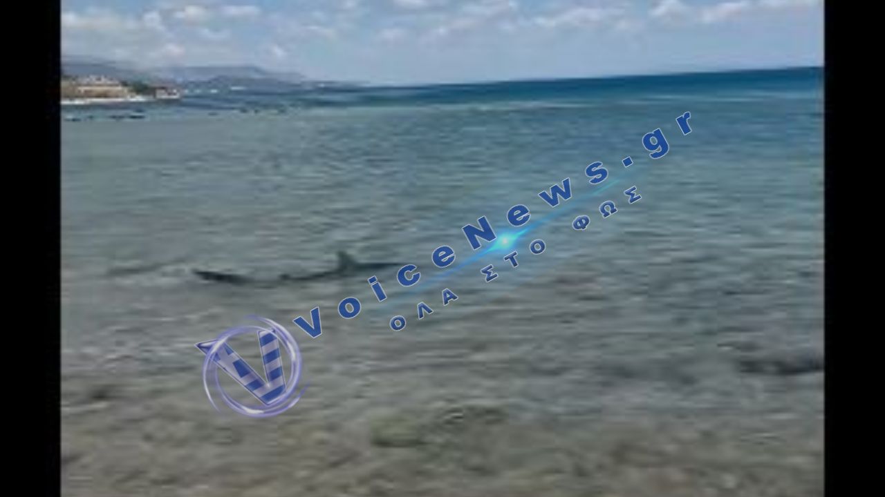 Κορινθία: Καρχαρίας εμφανίστηκε στις Κεχριές – Αναστάτωση σε λουόμενους στην παραλία