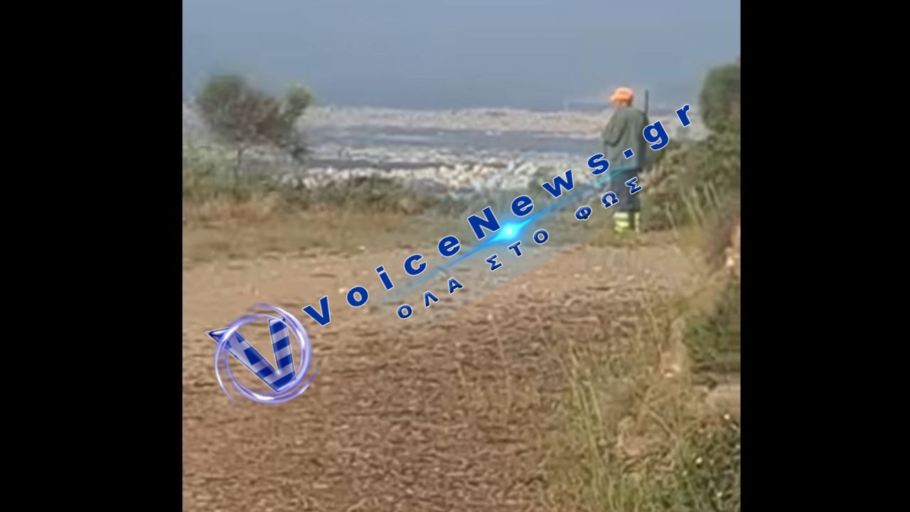 Πεντέλη: Σκοτώνουν με καραμπίνες αγριογούρουνα που κόβουν βόλτες – ανησυχία στους κατοίκους