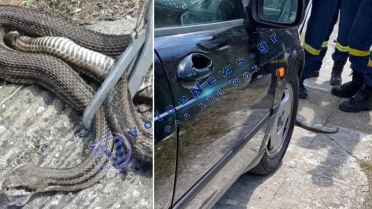 Τεράστιο φίδι στη Ναύπακτο μπήκε σε αυτοκίνητο και προκάλεσε πανικό στους επιβάτες