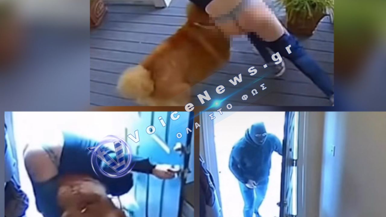Σκύλος ξεβράκωσε διαρρήκτη και αποκάλυψε το… μυστικό του