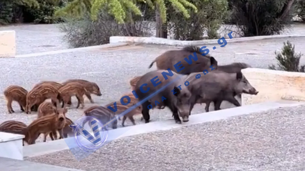 Αγριογούρουνα «εισέβαλαν» σε γάμο στους θρακομακεδόνες και έγιναν viral