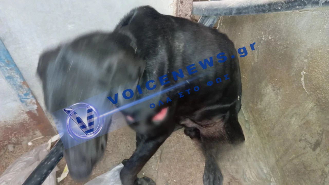 ΒΙΠΕ Ηρακλείου: Πυροβόλησαν αδέσποτο σκύλο – οργή για νέο περιστατικό κακοποίησης