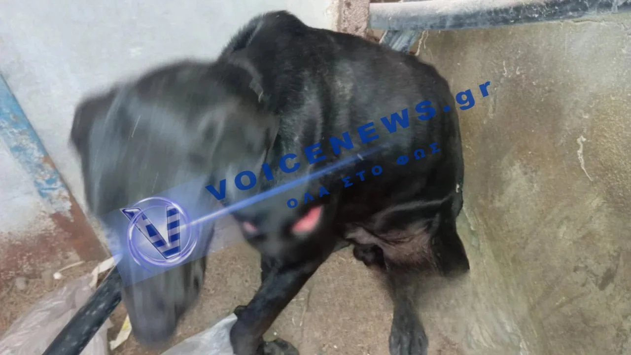 ΒΙΠΕ Ηρακλείου: Πυροβόλησαν αδέσποτο σκύλο – οργή για νέο περιστατικό κακοποίησης
