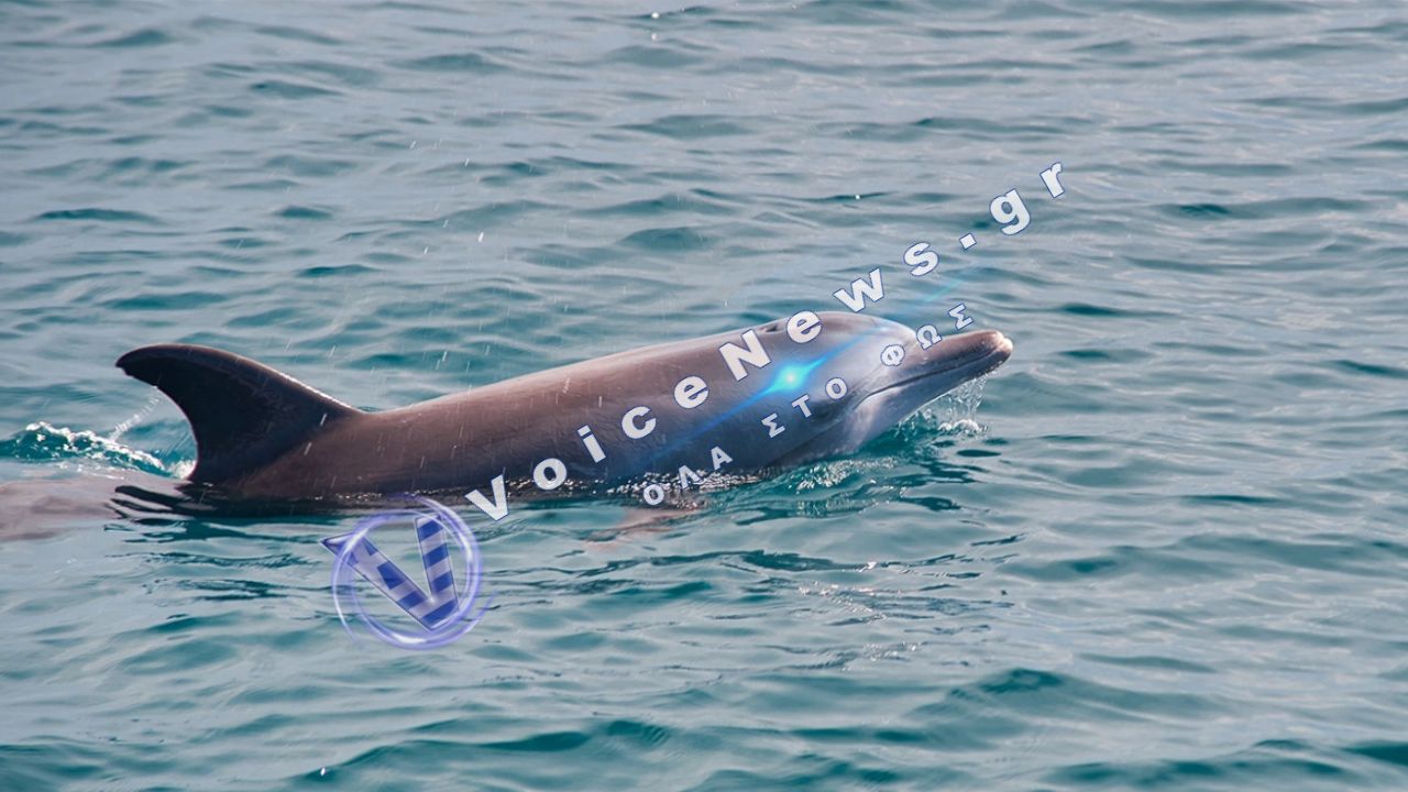 Συγκινητικό περιστατικό στον Αμβρακικό: Μητέρα δελφίνι δεν εγκαταλείπει το νεκρό μικρό της
