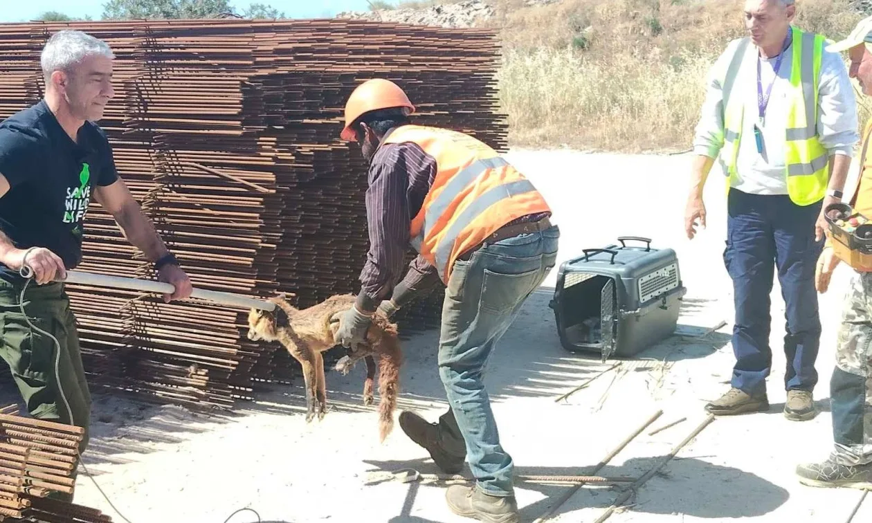 Από το εργοτάξιο στο χειρουργείο: Μάχη για τη ζωή δίνει η μικρή αλεπού του Ελληνικού
