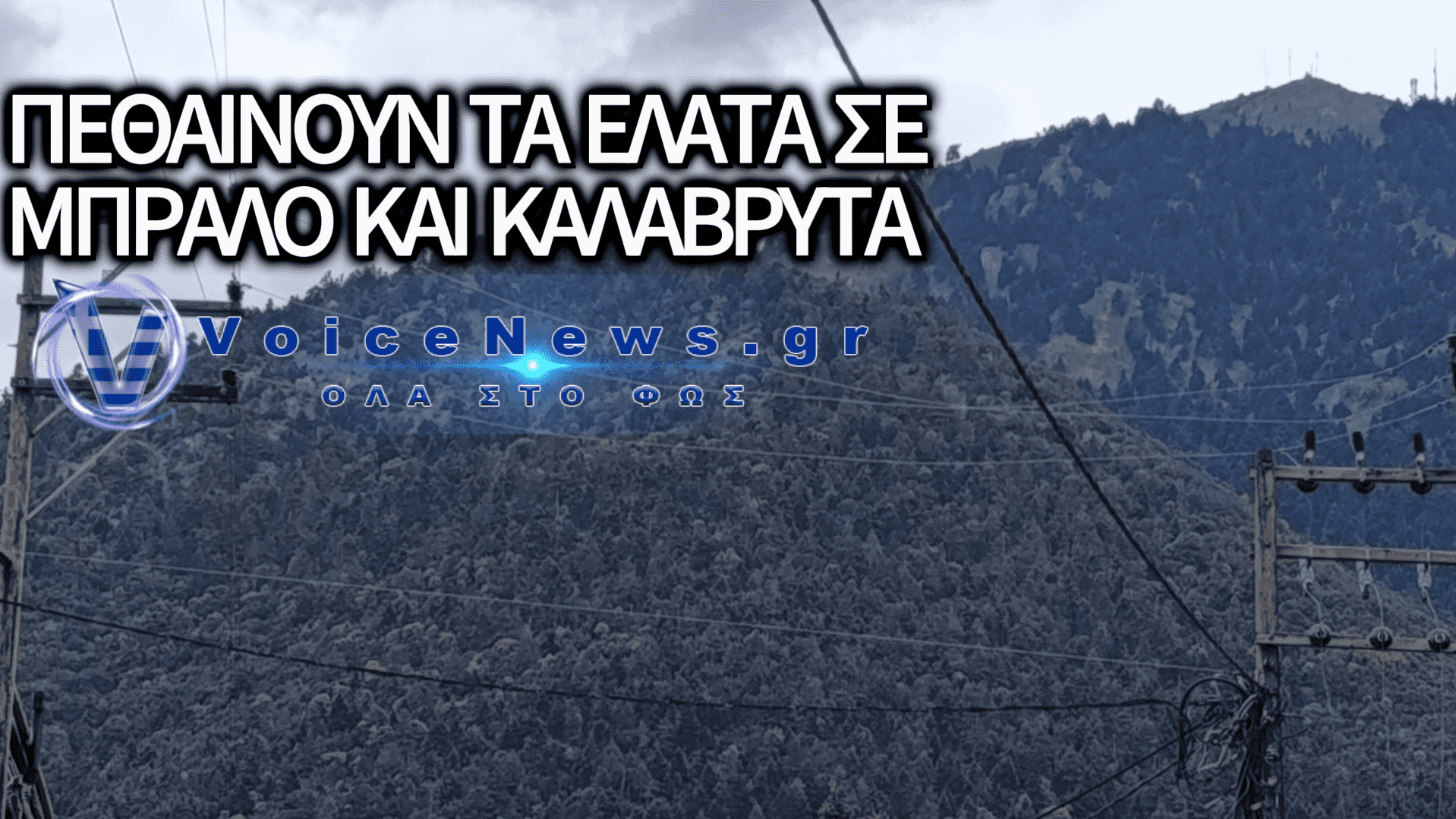 ΟΙΚΟΛΟΓΙΚΟΣ ΣΥΝΑΓΕΡΜΟΣ ΣΕ ΜΠΡΑΛΟ ΚΑΙ ΚΑΛΑΒΡΥΤΑ: ΤΟ ΔΑΣΟΣ ΤΩΝ ΕΛΑΤΩΝ ΠΕΘΑΙΝΕΙ ΥΠΟ ΤΗΝ ΑΔΙΑΦΟΡΙΑ ΤΩΝ ΦΟΡΕΩΝ