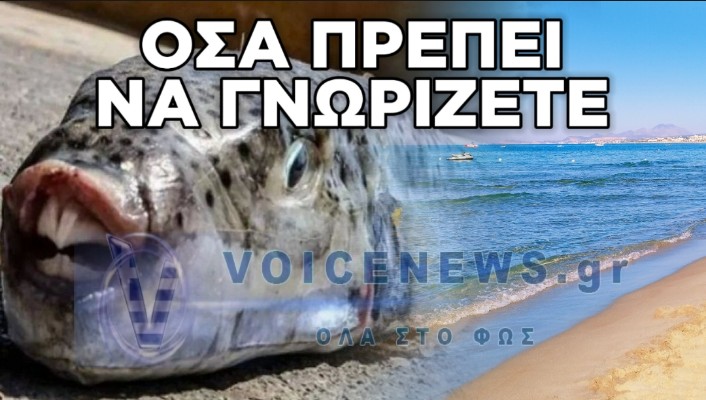 ΣΥΝΑΓΕΡΜΟΣ ΣΤΟ ΑΙΓΑΙΟ: ΨΑΡΙΑ-ΕΙΣΒΟΛΕΙΣ ΑΠΟ ΤΗΝ ΕΡΥΘΡΑ ΘΑΛΑΣΣΑ ΓΕΜΙΖΟΥΝ ΤΟ ΑΙΓΑΙΟ – ΠΟΙΑ ΕΙΝΑΙ ΘΑΝΑΤΗΦΟΡΑ ΚΑΙ ΠΟΙΑ ΤΡΩΓΟΝΤΑΙ