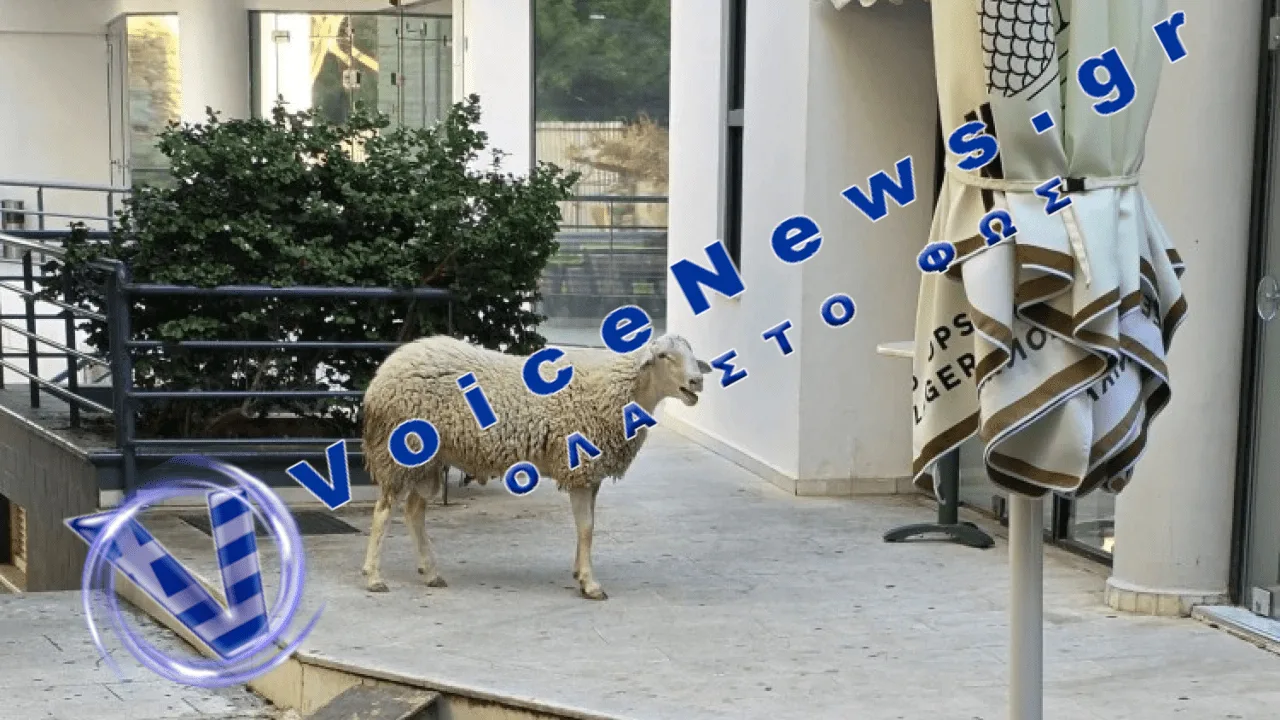 Πρόβατο έκανε πολύωρη βόλτα σε κεντρικούς δρόμους του Ηρακλείου
