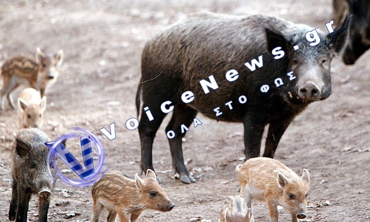 Επιδρομή» από αγριογούρουνα στην Κριθαριά Βόλου: Έφτασαν μια ανάσα από τη θάλασσα