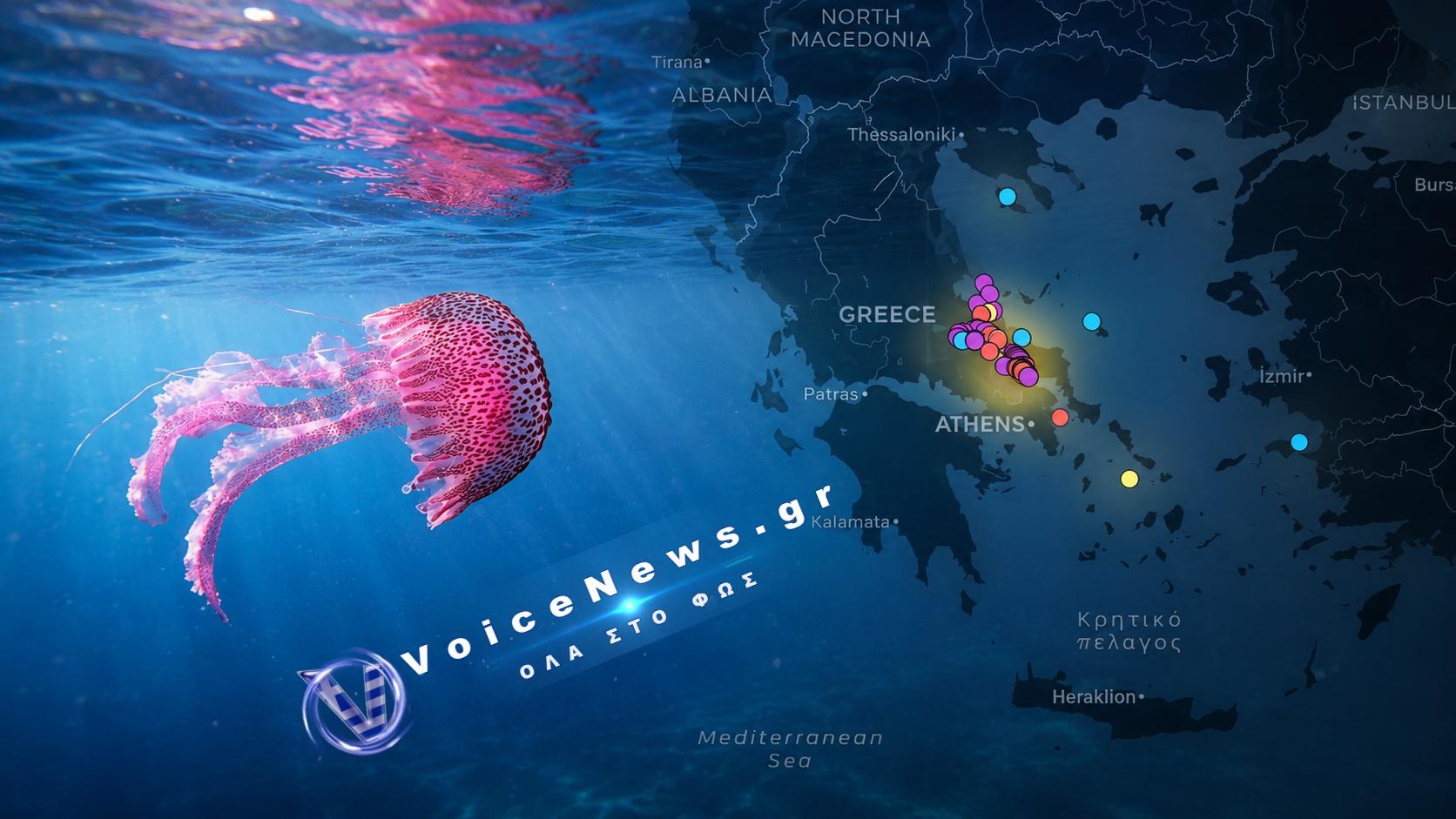 Επέστρεψαν οι Μωβ Μέδουσες στις Ελληνικές Θάλασσες – Οι Περιοχές με τη Μεγαλύτερη Συγκέντρωση και Τι Πρέπει να Προσέχουν οι Λουόμενοι