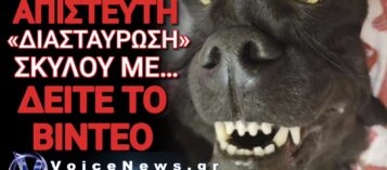 ΚΑΤΟΙΚΙΔΙΟ «ΤΕΡΑΣ» ΡΙΧΝΕΙ ΤΟ ΙΝΤΕΡΝΕΤ