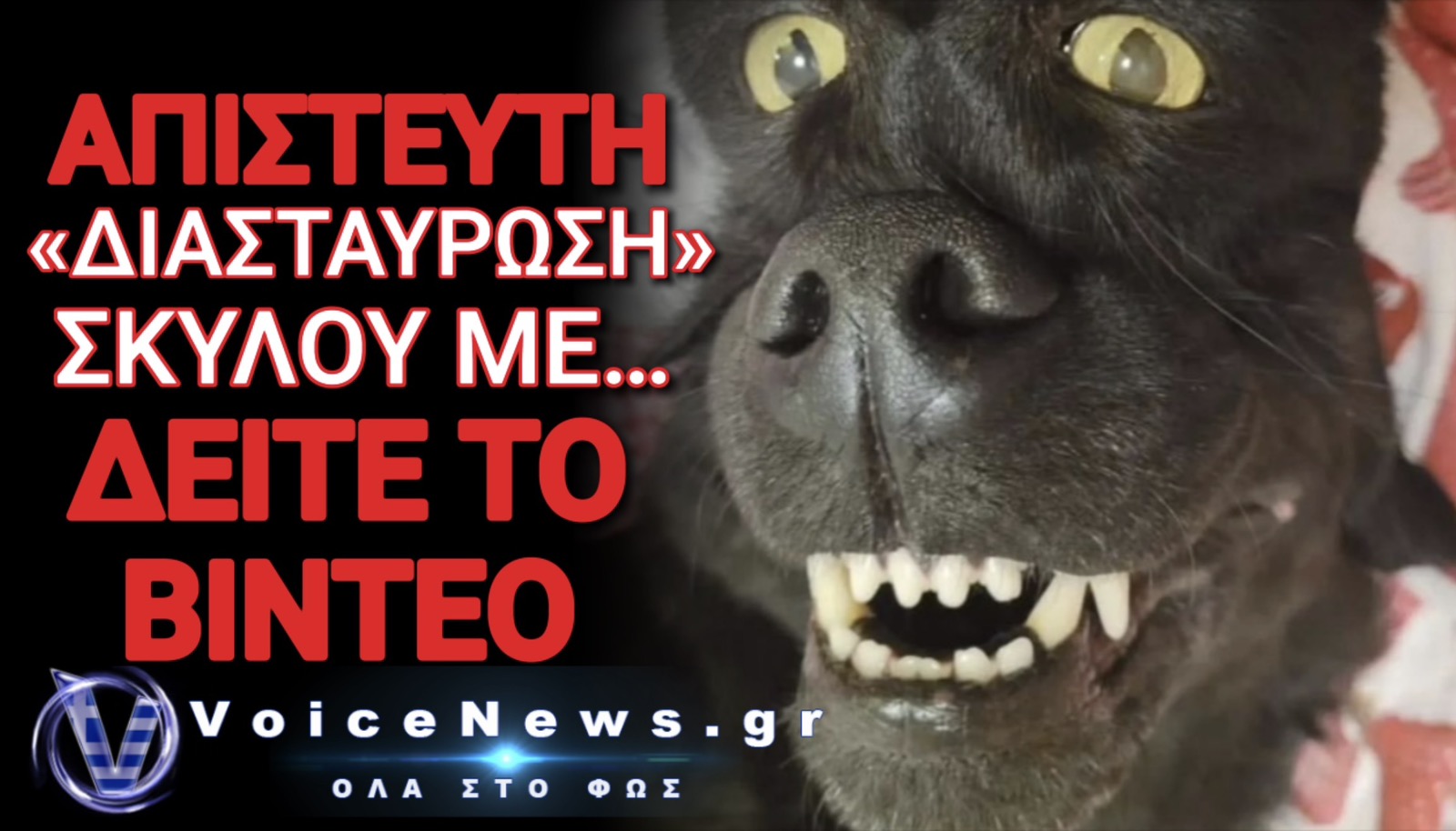 ΚΑΤΟΙΚΙΔΙΟ «ΤΕΡΑΣ» ΡΙΧΝΕΙ ΤΟ ΙΝΤΕΡΝΕΤ