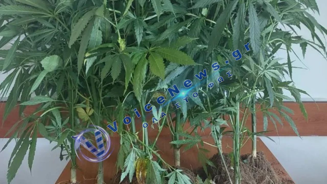 Αγρίνιο: Σύλληψη άνδρα για καλλιέργεια και διακίνηση κάνναβης στην αυλή του σπιτιού του