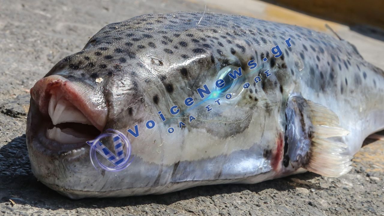 Ο φυσικός εχθρός του Λαγοκέφαλου: Η Caretta caretta δίνει τη δική της μάχη στις Eλληνικές θάλασσες
