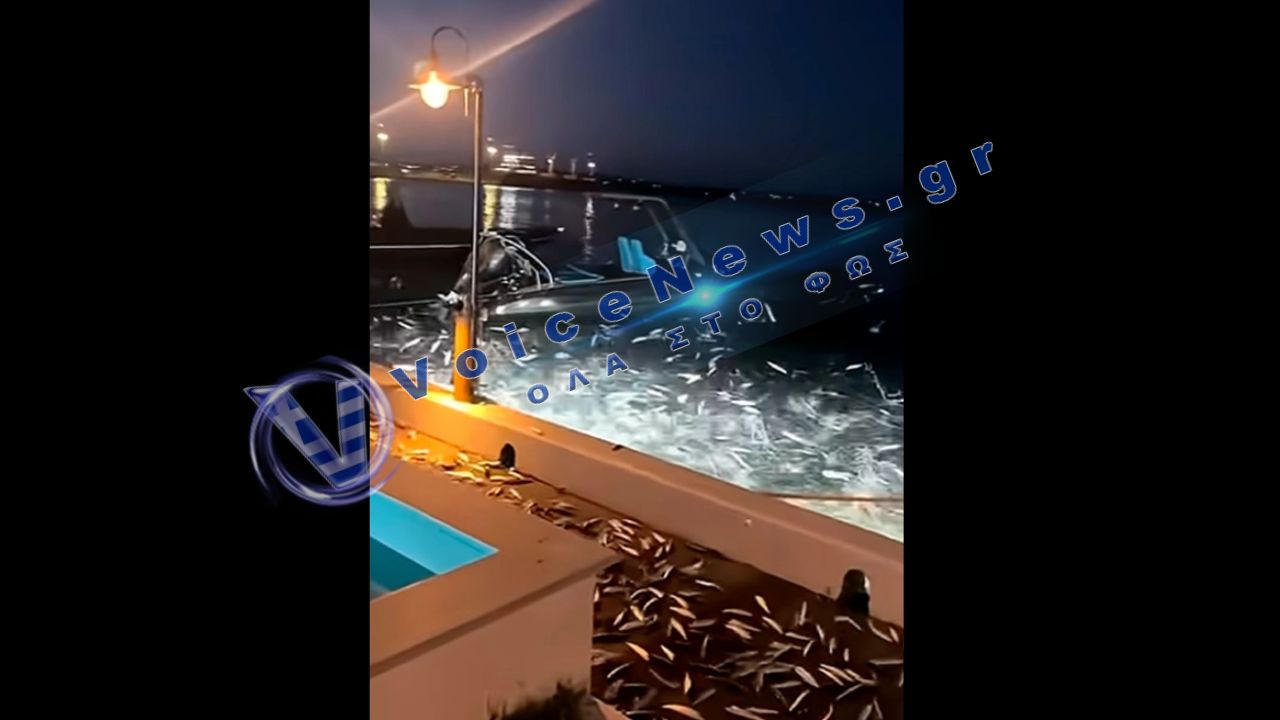 Mυστήριο στην Πρέβεζα: Eκατοντάδες ψάρια πετάχτηκαν έξω από τη θάλασσα
