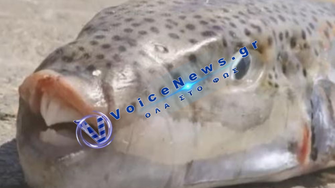 Λαγοκέφαλοι: Ο αόρατος κίνδυνος στις Ελληνικές θάλασσες και οδηγίες σε περίπτωση δαγκώματος