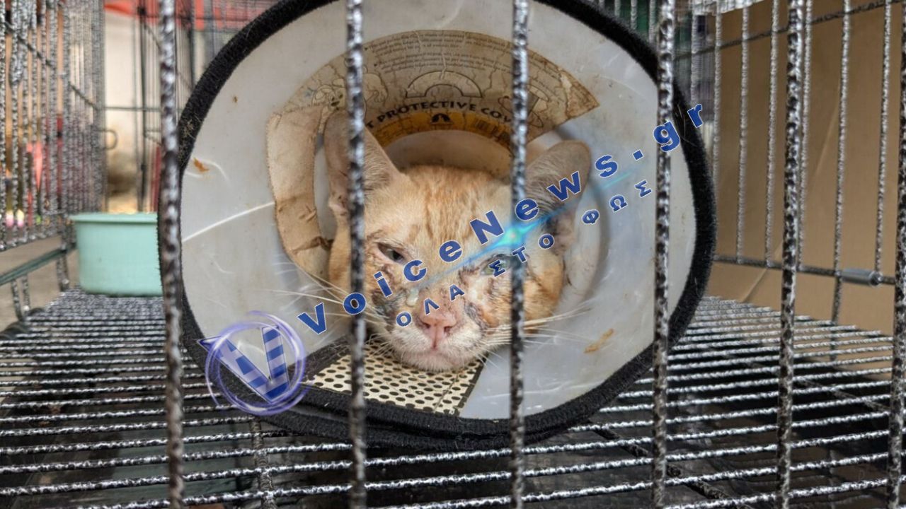 Bιετνάμ: Διάσωση εκατοντάδων γατών από κύκλωμα εμπορίας κρέατος