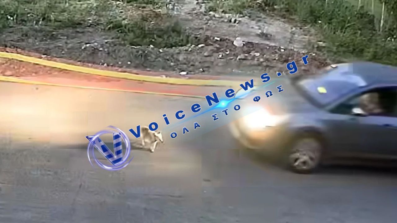 Οργή για τον θάνατο της σκυλίτσας «Σίσι» στη Γαστούνη – Ταυτοποιήθηκε η οδηγός