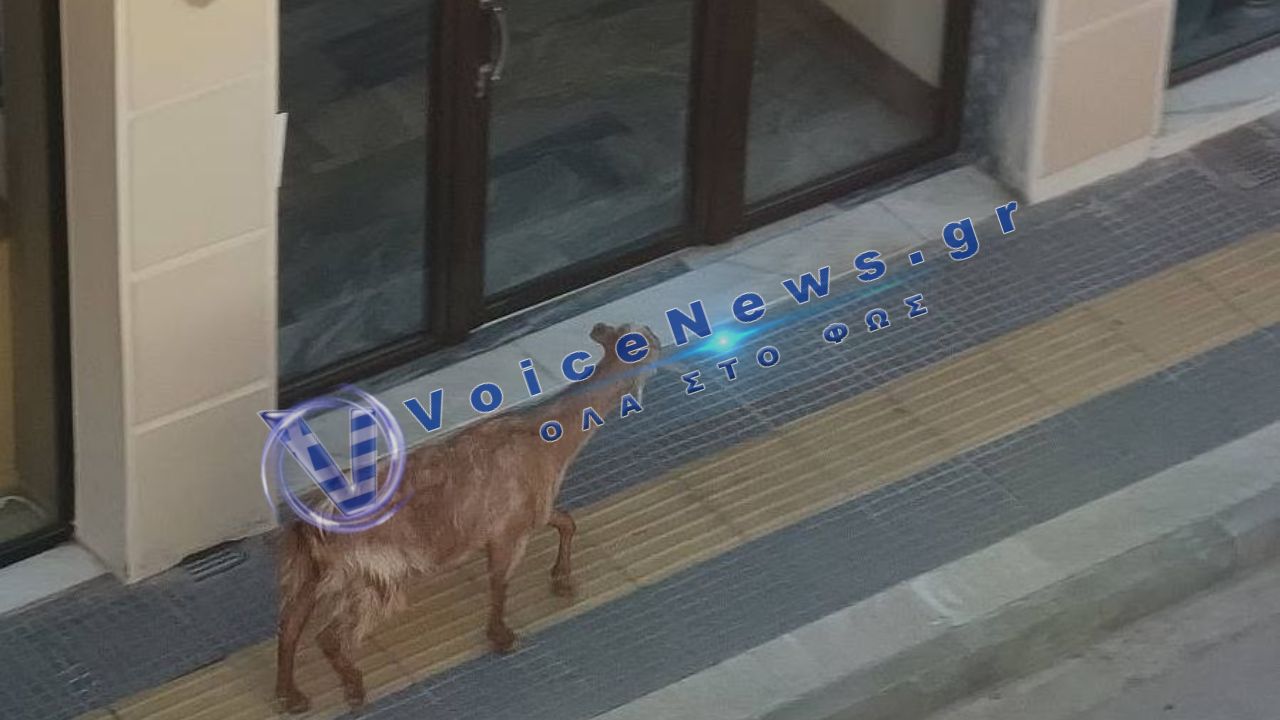 Aμέριμνες βόλτες ζώων σε πόλεις της Δυτικής Μακεδονίας